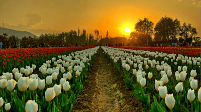 Tulip Garden