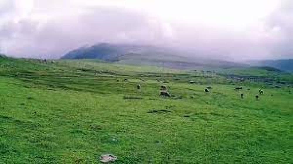 Palmaidan