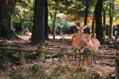 Deer Park and Zoo