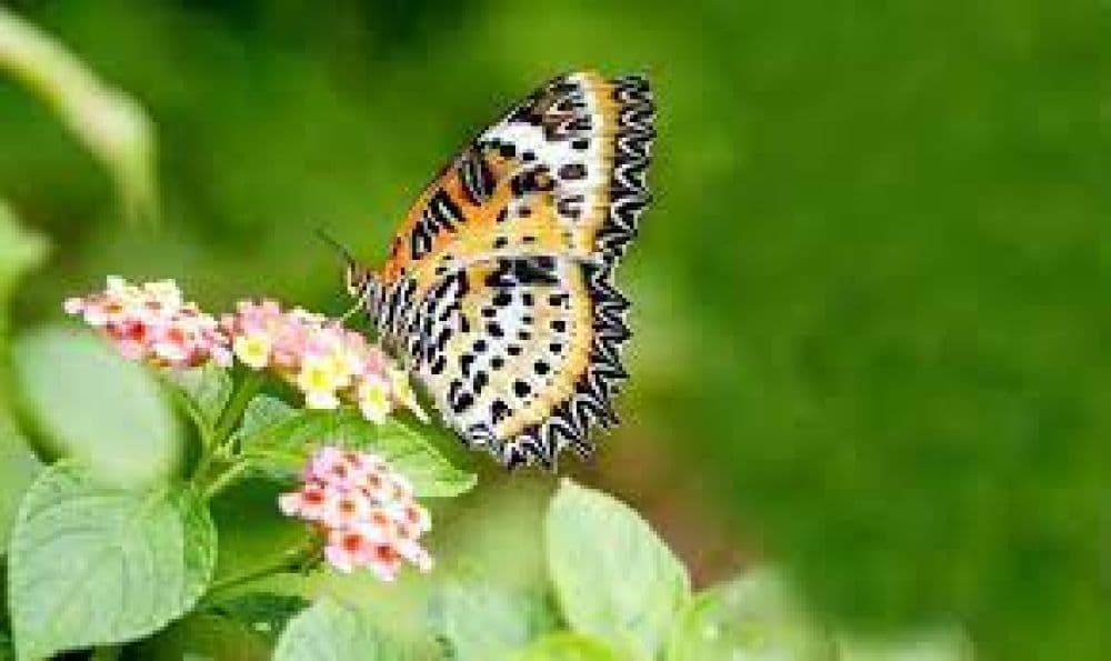 Butterfly Collector’s Trail