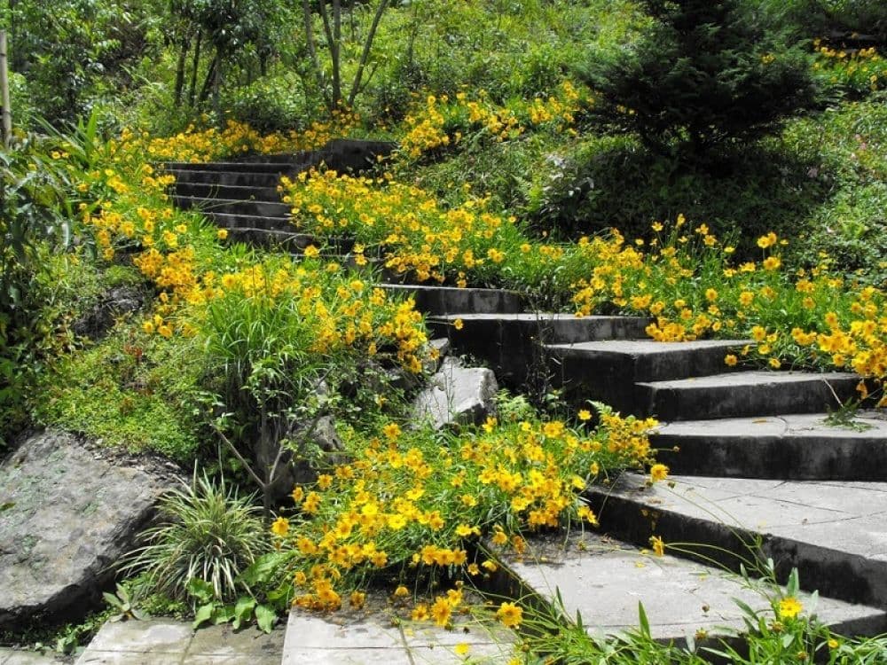 Rock Garden