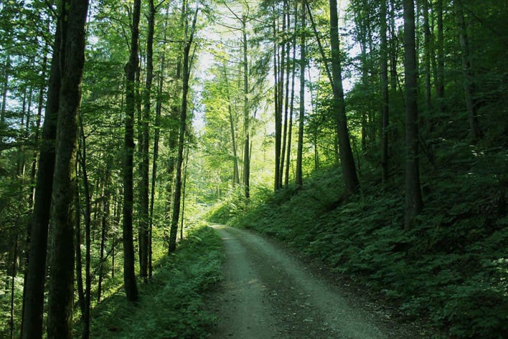 Kiala Forest
