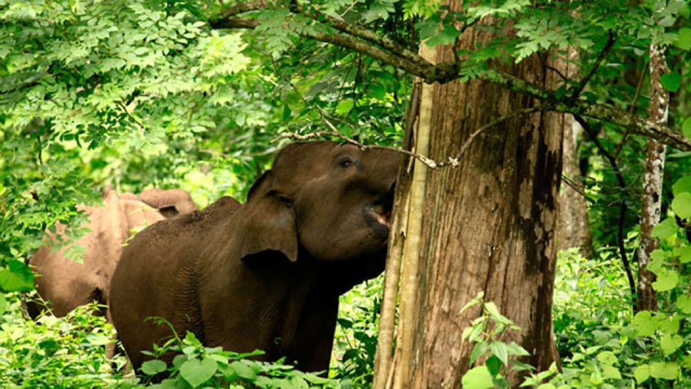 Muthanga Wildlife Sanctuary