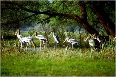 Mangalavanam Bird Sanctuary