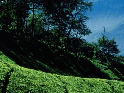 Kolukkumalai Tea Estate
