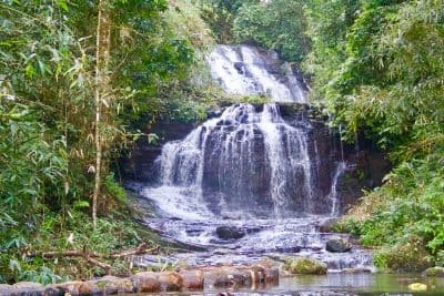 Gavi Forest