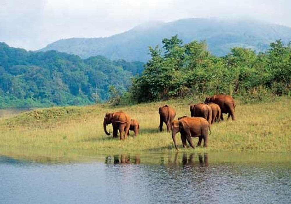 Elephant Junction