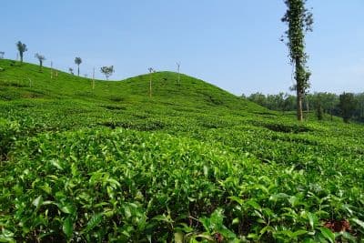Tea Gardens Palampur