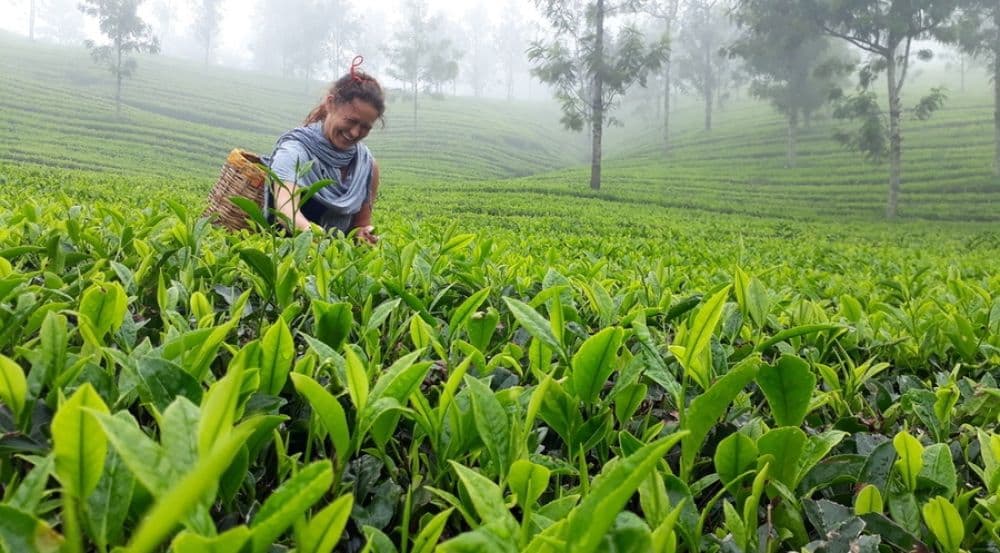 Tea Museum (Munnar)