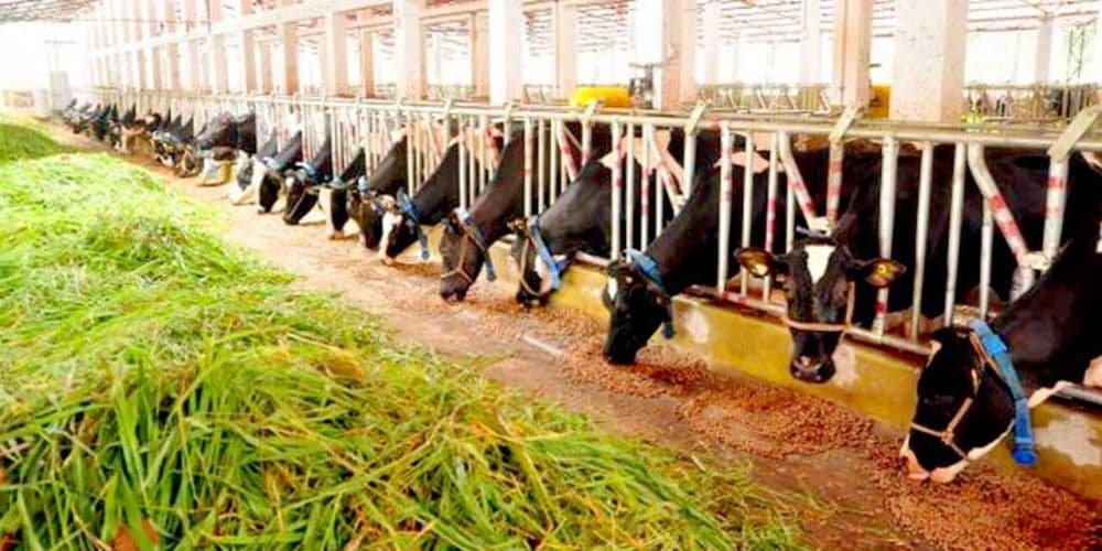 Indo Swiss Dairy Farm