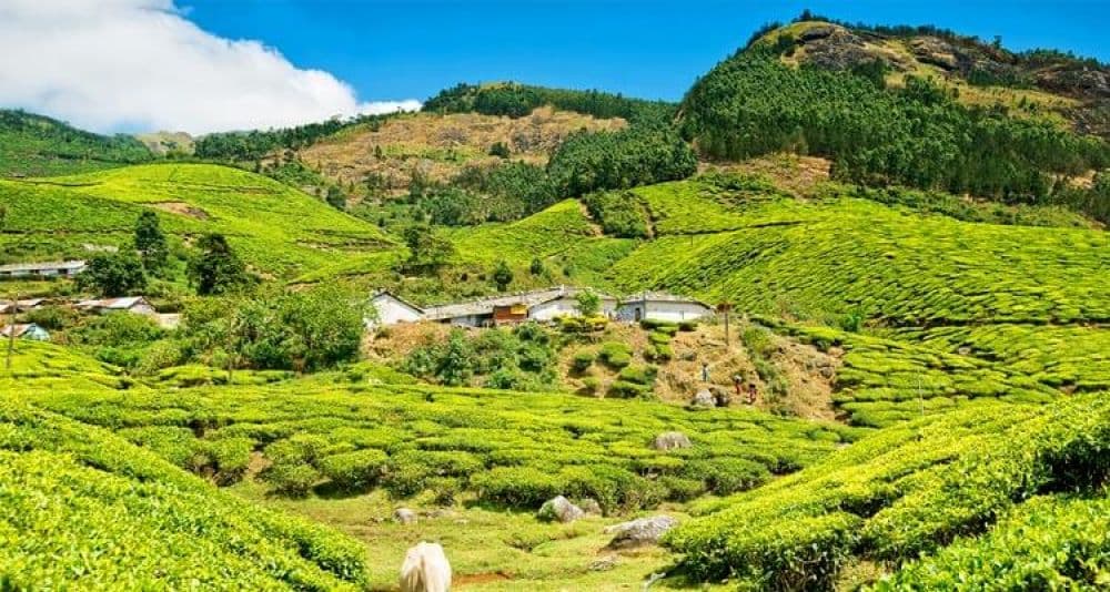 Kolukkumalai Tea Estate