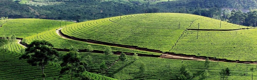 Tea Gardens Palampur