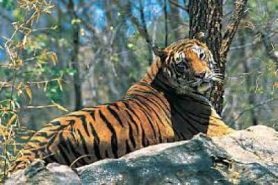Muthanga Wildlife Sanctuary
