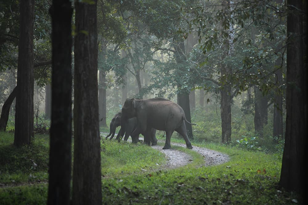 Tholpetty Wildlife Sanctuary