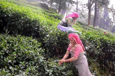 Tea Gardens Palampur