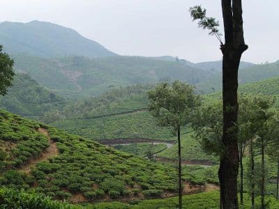 Vandanmedu