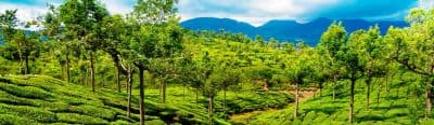 Murikkady