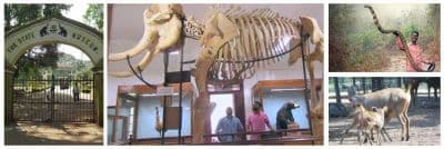 Thrissur Zoo & Museum