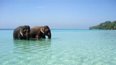 Elephant Beach