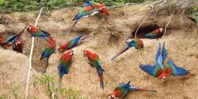 Parrot Island