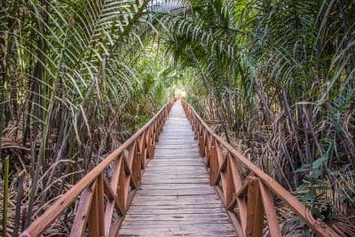 Dhani Nallah Mangrove Nature Walkway