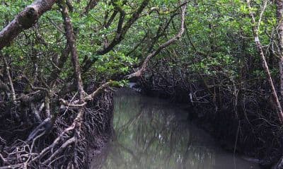 Mangrove Creeks