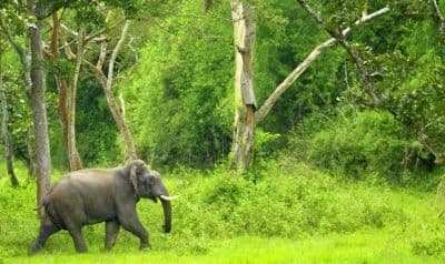 Chimmony Wildlife Sanctuary