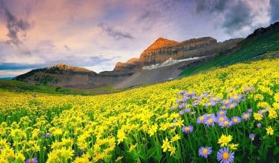 Valley of Flower National Park