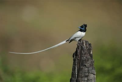 Kilbury Bird Sanctuary
