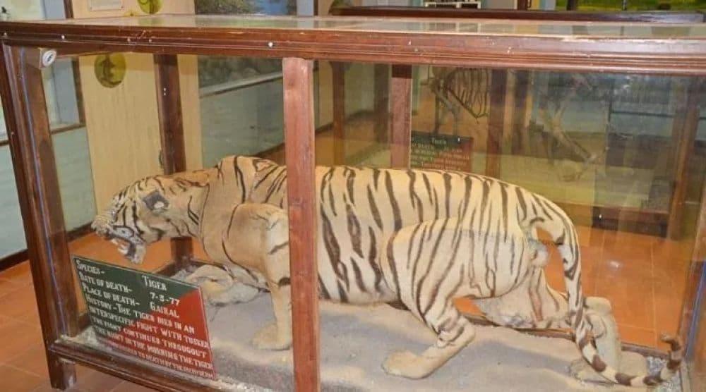Dhangarhi Museum