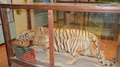 Dhangarhi Museum
