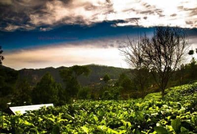 Kausani Tea Estate