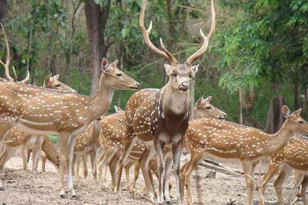 Deer Park