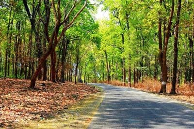 Lohachaur Forest