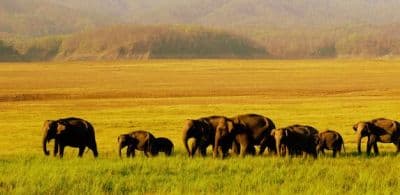 Jim Corbett National Park