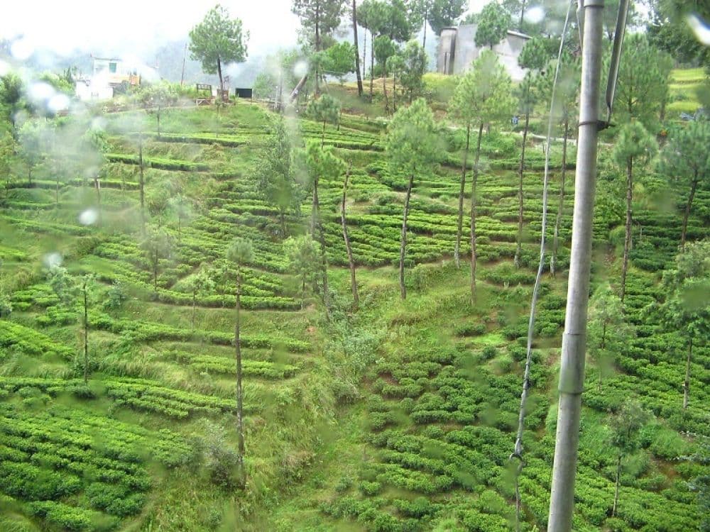 Kausani Tea Estate