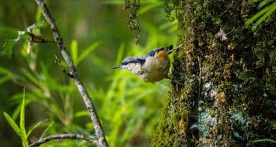 Kilbury Bird Sanctuary