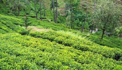 Kausani Tea Estate