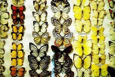 Butterfly Museum and Research Center
