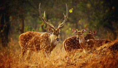 Askot Wildlife Sanctuary