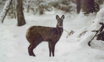 Kanchula Korak Musk Deer Sanctuary