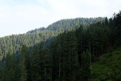 Kanasar Forest