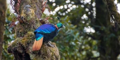 Kedarnath Wildlife Sanctuary