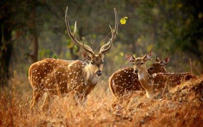 Kanchula Korak Musk Deer Sanctuary
