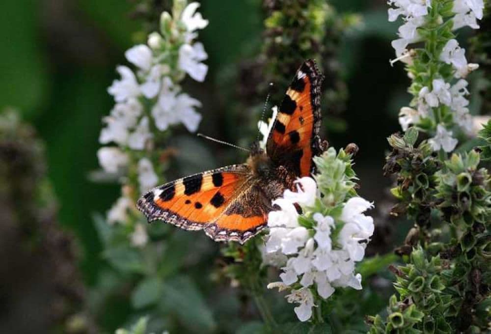 Butterfly Research Centre