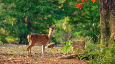 Doodhatoli Wildlife Sanctuary