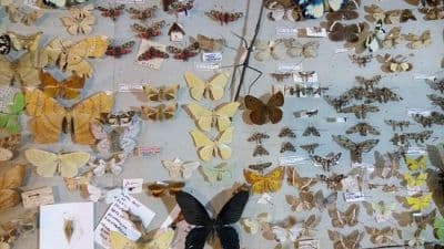 Butterfly Museum and Research Center