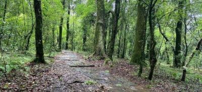 Mawphlang Sacred Forest