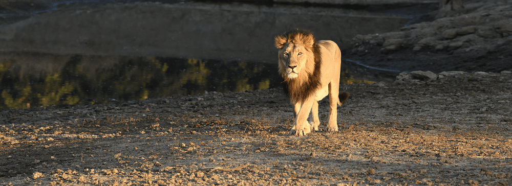 Sasan Gir