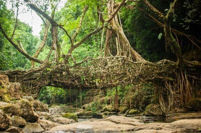 Living Root Bridge